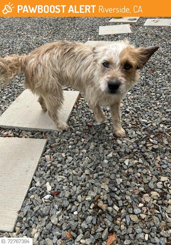 Found/Stray Female Dog last seen Monroe and Dufferin , Riverside, CA 92504