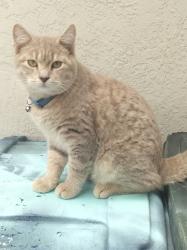 Lost Male Cat last seen Gardinia  & Drake ct  Oakley ca, Oakley, CA 94561