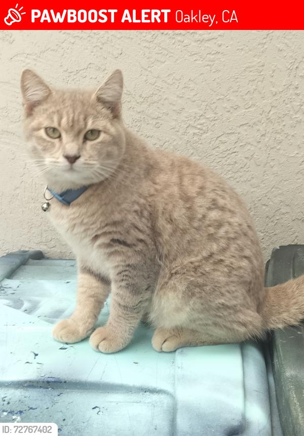 Lost Male Cat last seen Gardinia  & Drake ct  Oakley ca, Oakley, CA 94561
