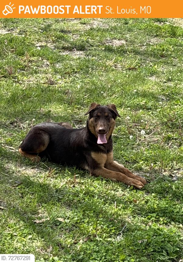 Found/Stray Male Dog last seen Near the Muny in forest Park. Right by it, St. Louis, MO 63112