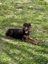 Found/Stray Male Dog last seen Near the Muny in forest Park. Right by it, St. Louis, MO 63112