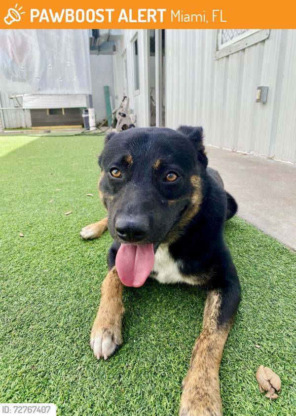 Found/Stray Male Dog last seen Dog Kingdom Miami, Miami, FL 33137