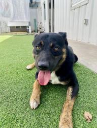 Found/Stray Male Dog last seen Dog Kingdom Miami, Miami, FL 33137