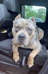 Lost Male Dog last seen Near barden dr havelock,Nc 28532, Havelock, NC 28532