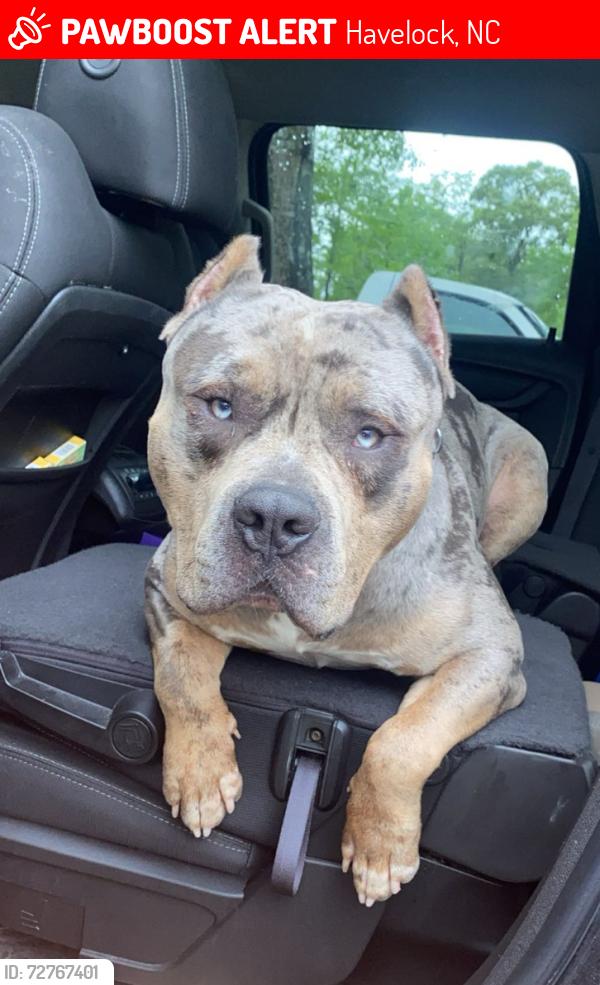 Lost Male Dog last seen Near barden dr havelock,Nc 28532, Havelock, NC 28532