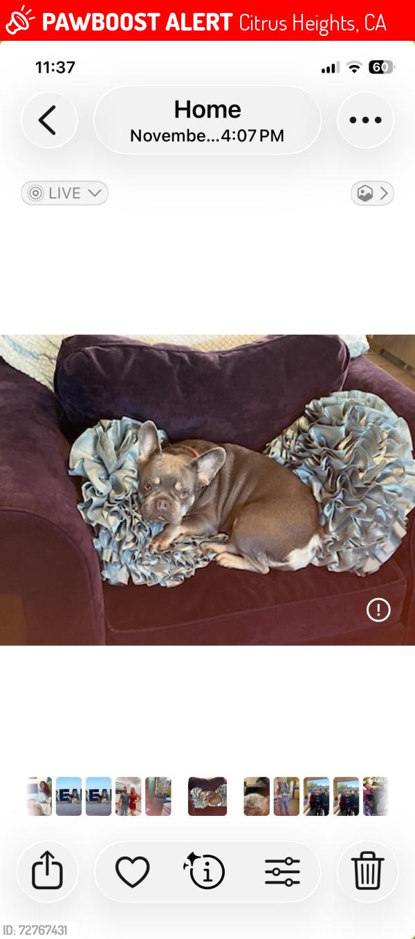 Lost Female Dog last seen Trailride way , Citrus Heights, CA 95621