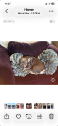 Lost Female Dog last seen Trailride way , Citrus Heights, CA 95621