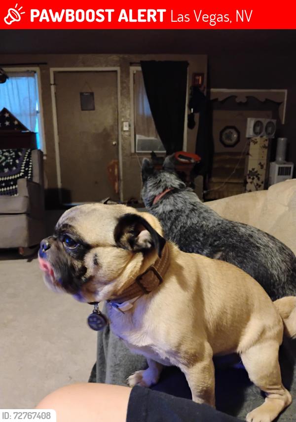 Lost Male Dog last seen Eastern and Charleston , Las Vegas, NV 89101