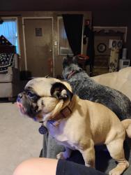 Lost Male Dog last seen Eastern and Charleston , Las Vegas, NV 89101