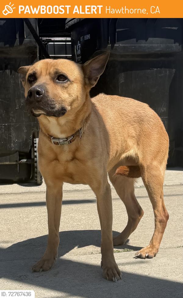 Found/Stray Female Dog last seen Near block and W 132nd St, Hawthorne, CA 90250