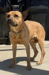 Found/Stray Female Dog last seen Near block and W 132nd St, Hawthorne, CA 90250