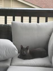 Found/Stray Unknown Cat last seen Fairoyal Drive in Des Peres , Des Peres, MO 63131