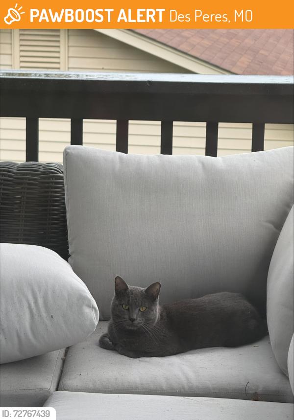 Found/Stray Unknown Cat last seen Fairoyal Drive in Des Peres , Des Peres, MO 63131