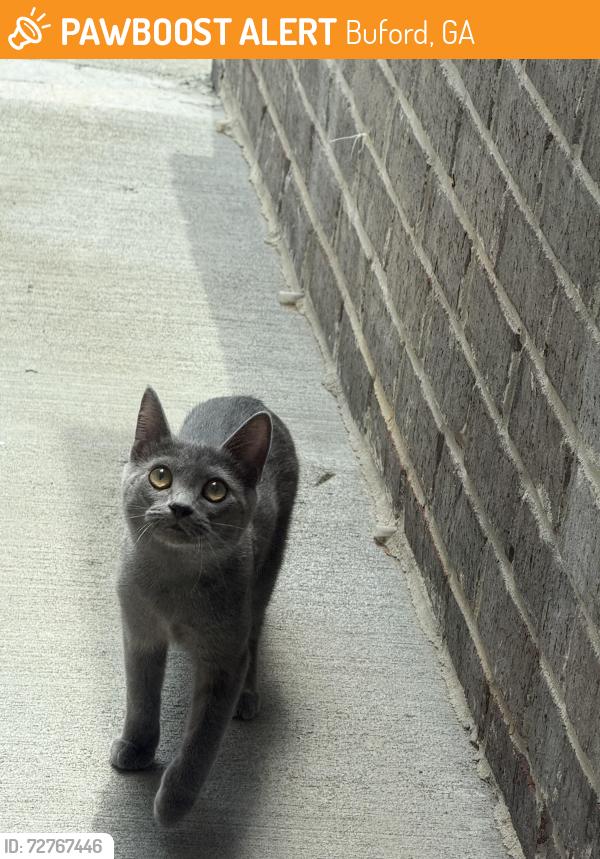 Found/Stray Unknown Cat last seen Outside our door, Buford, GA 30519