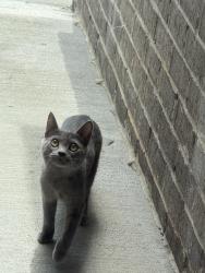 Found/Stray Unknown Cat last seen Outside our door, Buford, GA 30519