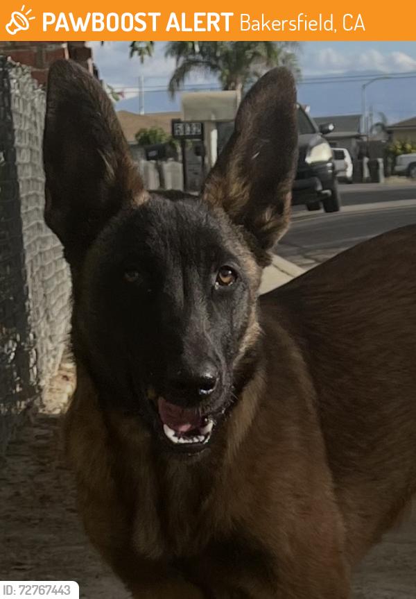 Found/Stray Female Dog last seen Sparks, Bakersfield, CA 93307
