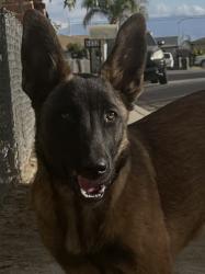 Found/Stray Female Dog last seen Sparks, Bakersfield, CA 93307