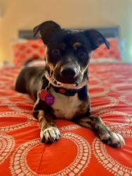 Lost Female Dog last seen Blackhawk/kirkmont/kingspoint, Houston, TX 77089