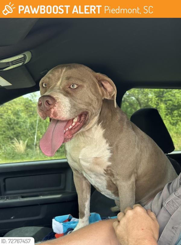 Found/Stray Female Dog last seen Old Williamston Road and Country Manor Road, Piedmont, SC 29673
