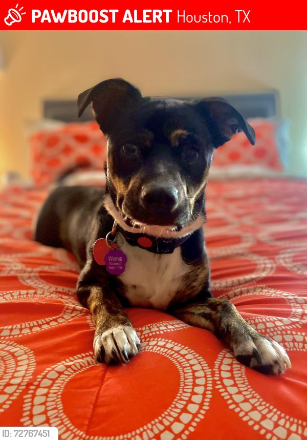 Lost Female Dog last seen Blackhawk/kirkmont/kingspoint, Houston, TX 77089