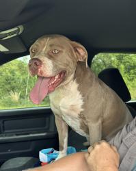 Found/Stray Female Dog last seen Old Williamston Road and Country Manor Road, Piedmont, SC 29673