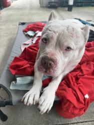 Found/Stray Female Dog last seen Alondra Blvd and Lorca Rd, La Mirada, CA 90638