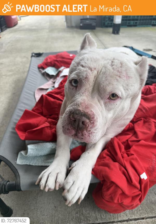 Found/Stray Female Dog last seen Alondra Blvd and Lorca Rd, La Mirada, CA 90638