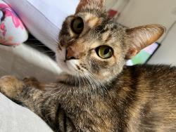 Lost Female Cat last seen Shimada Estética Automotiva, Água Fria, SP 02336-030