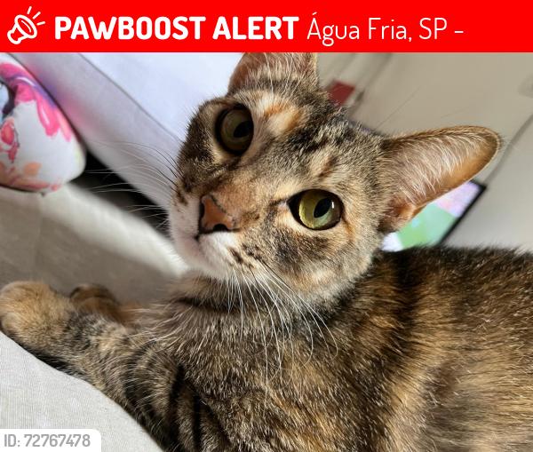 Lost Female Cat last seen Shimada Estética Automotiva, Água Fria, SP 02336-030