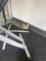 Found/Stray Unknown Cat last seen This poor cat came into our dealership and appeared to be very scared and stressed. He/she hasn’t moved from this spot. Not sure if it is injured. , Tulsa, OK 74135