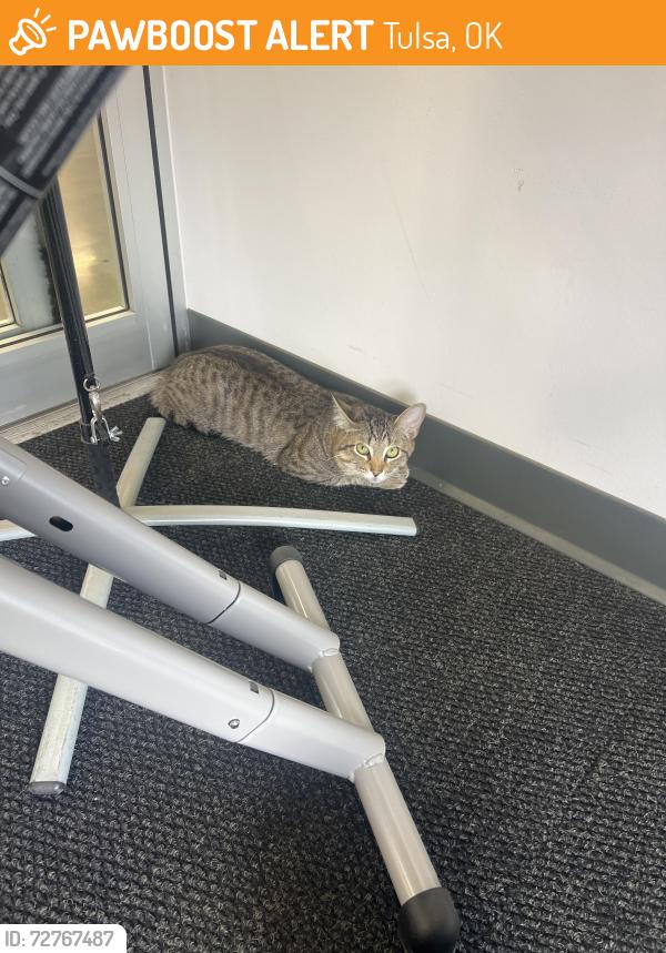 Found/Stray Unknown Cat last seen This poor cat came into our dealership and appeared to be very scared and stressed. He/she hasn’t moved from this spot. Not sure if it is injured. , Tulsa, OK 74135