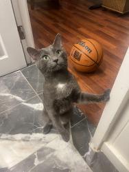 Lost Male Cat last seen He roams between Francis st to Montserrat (west to east), and kanaina and Winam/Trousseau (south to north), Honolulu, HI 96815