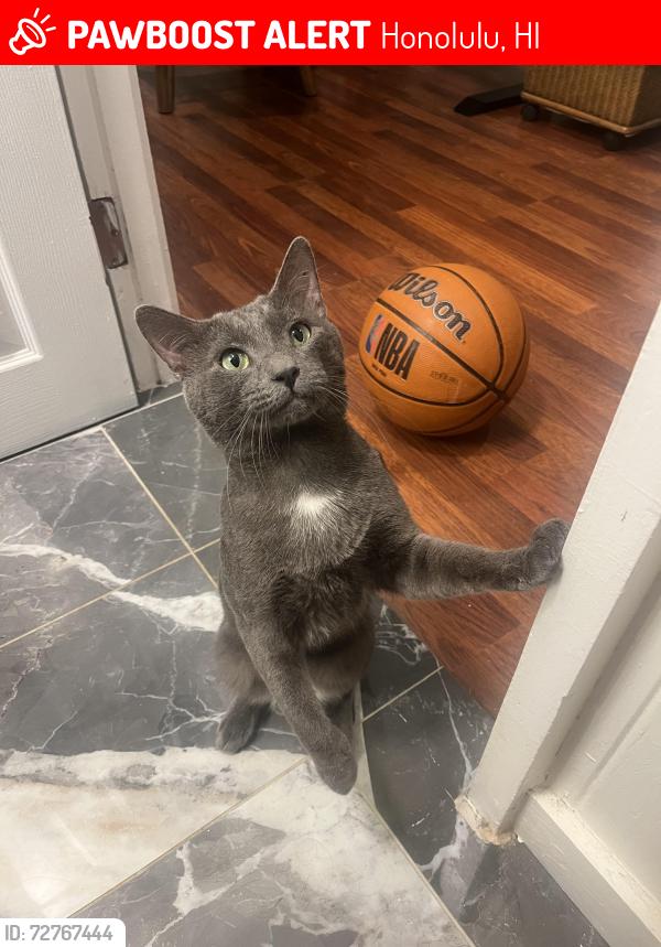 Lost Male Cat last seen He roams between Francis st to Montserrat (west to east), and kanaina and Winam/Trousseau (south to north), Honolulu, HI 96815