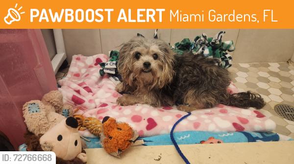 Found/Stray Female Dog last seen NW 39th Avenue & NW 40th Circle Court, Miami Gardens, FL 33055