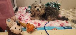 Found/Stray Female Dog last seen NW 39th Avenue & NW 40th Circle Court, Miami Gardens, FL 33055