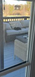 Found/Stray Unknown Cat last seen Fairoyal Drive in Des Peres , Des Peres, MO 63131