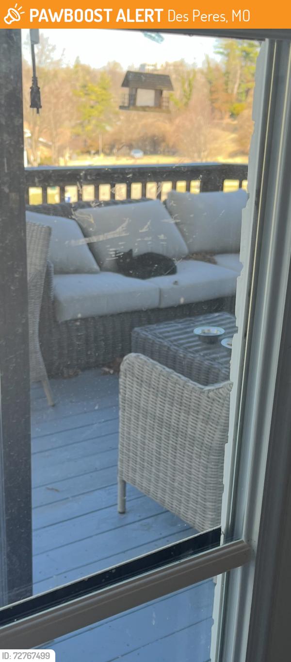 Found/Stray Unknown Cat last seen Fairoyal Drive in Des Peres , Des Peres, MO 63131