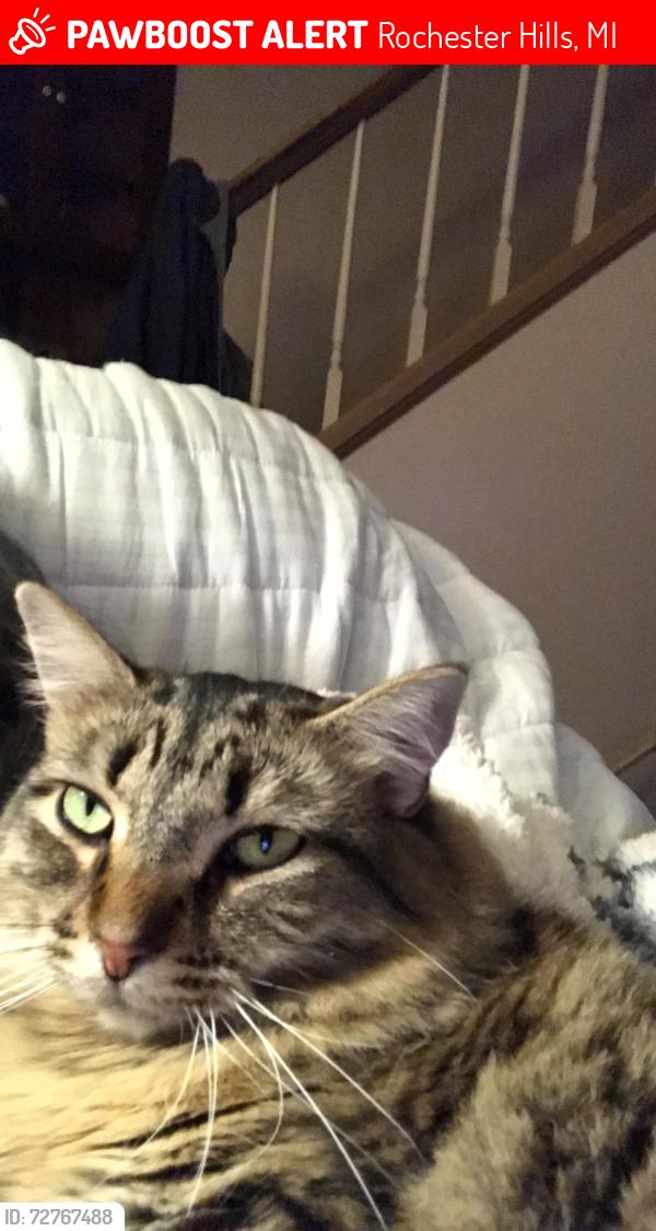 Lost Female Cat last seen Mount Oak & Avon, Rochester Hills, MI 48307