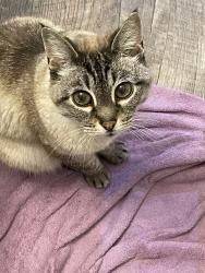Lost Male Cat last seen three lakes rd and171st Avenue Southeast, near fire station 42, Snohomish, WA 98290