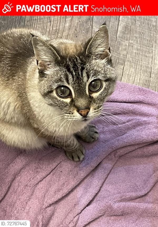 Lost Male Cat last seen three lakes rd and171st Avenue Southeast, near fire station 42, Snohomish, WA 98290