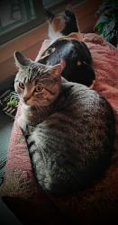 Lost Male Cat last seen Bush Terrace cndmnium , Minneapolis, MN 55406