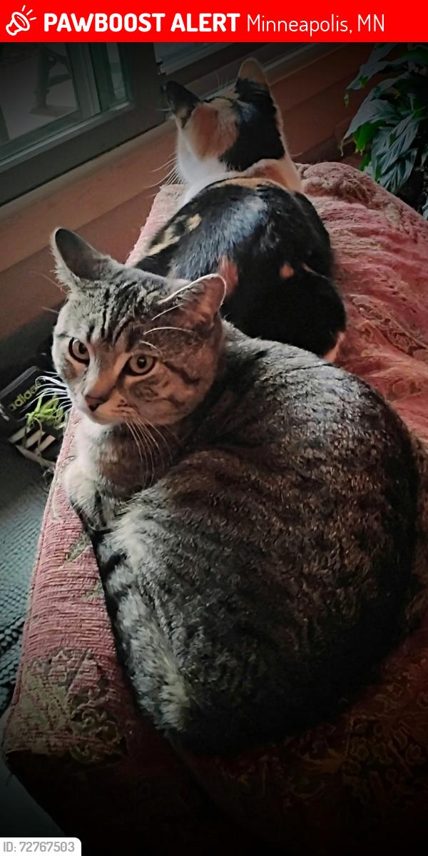 Lost Male Cat last seen Bush Terrace cndmnium , Minneapolis, MN 55406