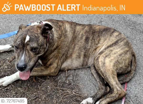 Found/Stray Female Dog last seen Pendleton Pike between Sunnyside and Okalandon, Indianapolis, IN 46236