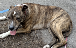 Found/Stray Female Dog last seen Pendleton Pike between Sunnyside and Okalandon, Indianapolis, IN 46236
