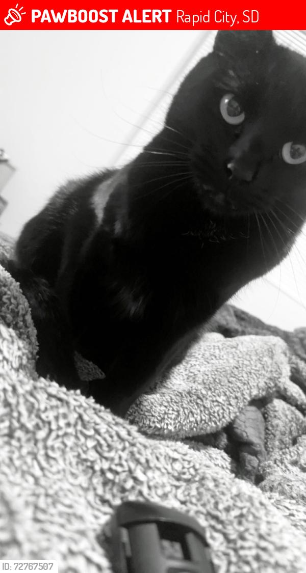 Lost Female Cat last seen Near Fox road, Rapid City SD, Rapid City, SD 57702