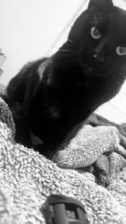 Lost Female Cat last seen Near Fox road, Rapid City SD, Rapid City, SD 57702