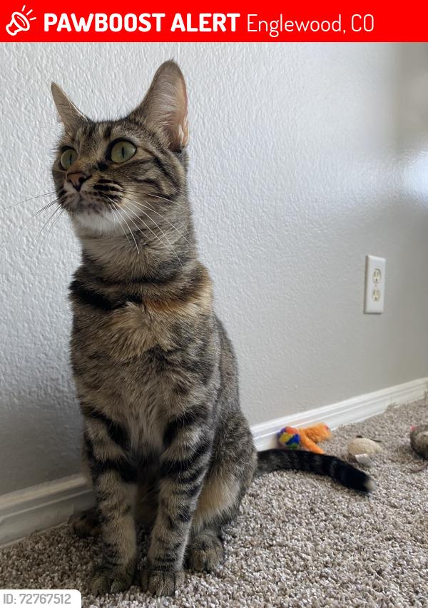 Lost Female Cat last seen S Hazel CT and Federal , Englewood, CO 80110