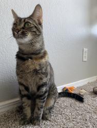 Lost Female Cat last seen S Hazel CT and Federal , Englewood, CO 80110