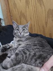 Found/Stray Female Cat last seen Starks grade rd , Pollock Pines, CA 95709