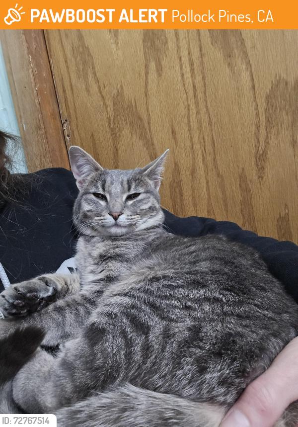 Found/Stray Female Cat last seen Starks grade rd , Pollock Pines, CA 95709